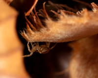 001. Crab spider 1 17OCT26 copy