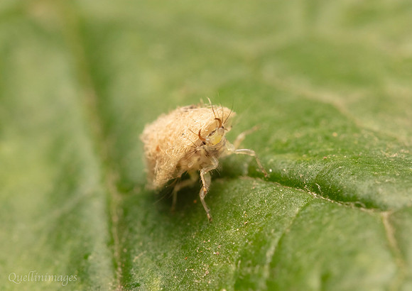011. Lacewing Larvae 1 21SEP24