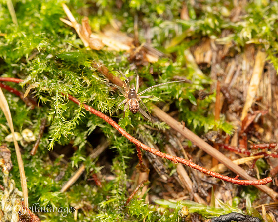 052. Spider small. Gov. Hse. 19OCT24