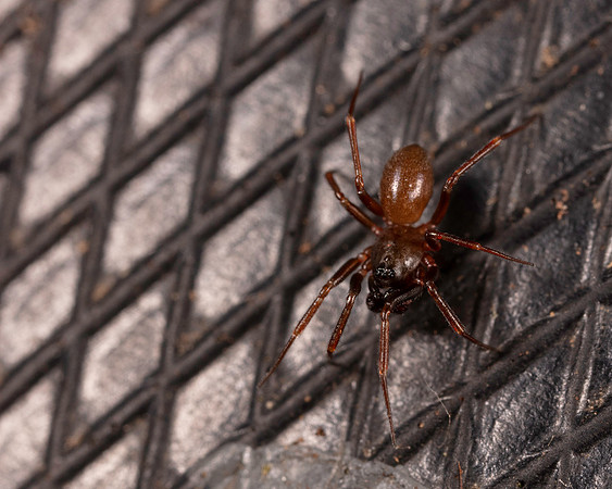 071. Spider no ID 1B 17OCT26 copy