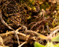 09. Wolf Spider