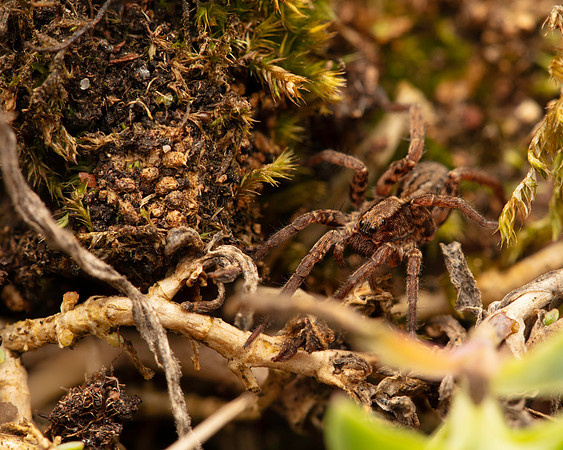 09. Wolf Spider