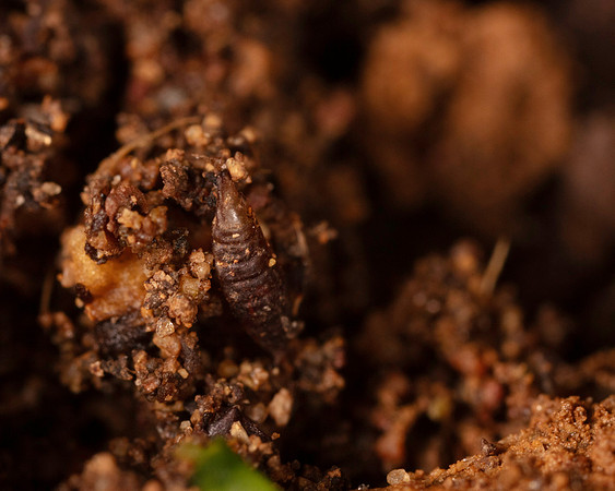 29. Unidentified seed pod or larva?