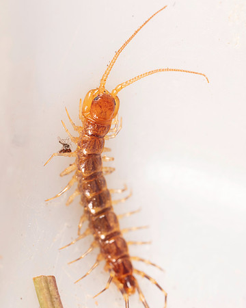 036. Centipede 1C 17OCT26 copy