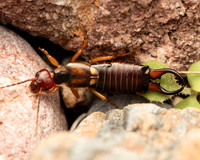 12. Forficula auricularia