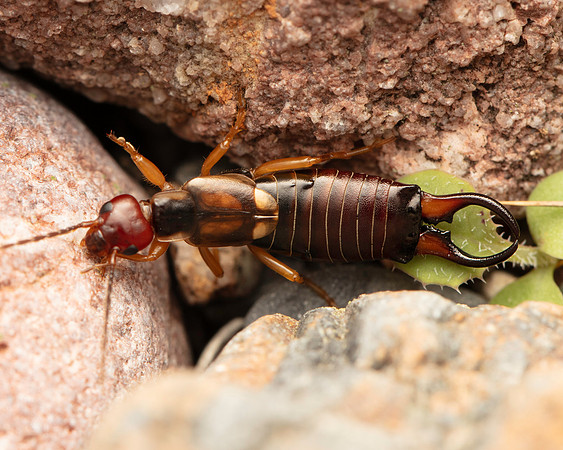12. Forficula auricularia