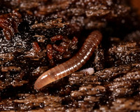 017. Millipede and friend 3A 2A 17OCT26 copy