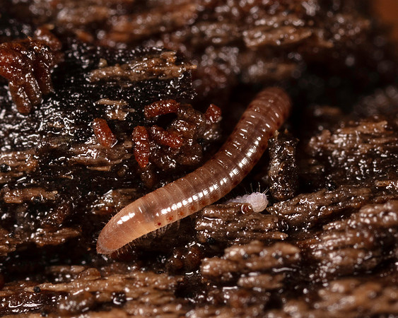 017. Millipede and friend 3A 2A 17OCT26 copy
