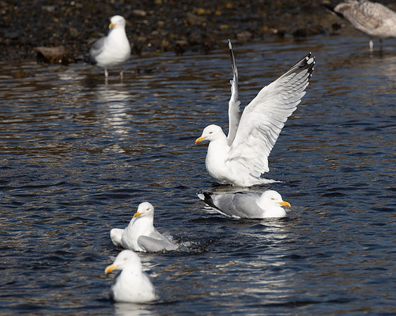 Sea Gulls bathing