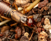 13. Earwig closeup