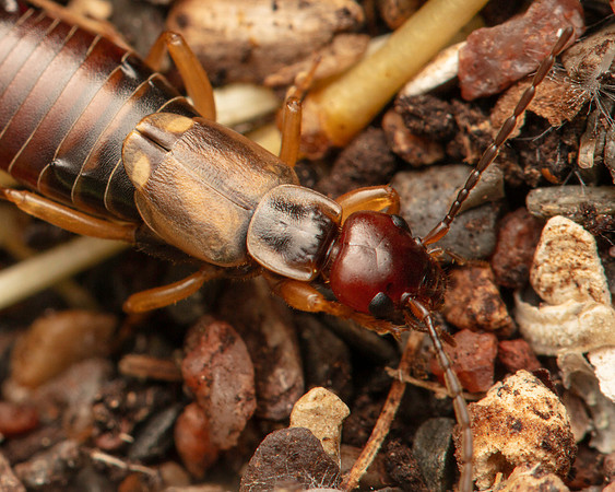 13. Earwig closeup
