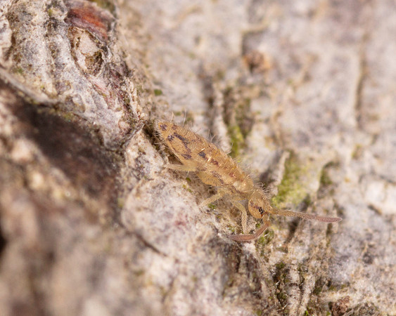 022. Entomobrya nirvalis poss 1A in motion 17OCT26 copy