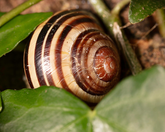 043. Snail 1A 17OCT26 copy