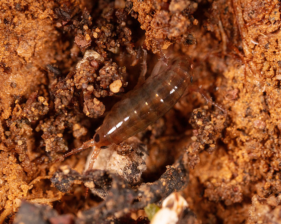 28. Sand Flea
