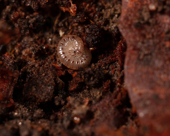 064. Millipede 5A 17OCT26 copy
