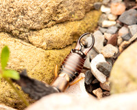 14. Forficula auricularia