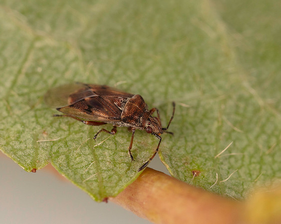 029. Kleidocerys resedae prob. 1A 17OCT26 copy
