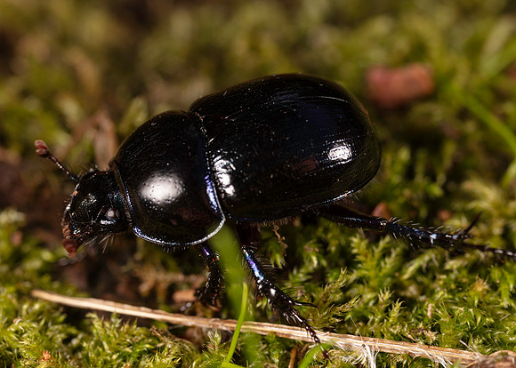 041. Dor beetle indet. 1E 17OCT26 copy
