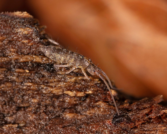 020. Springtail 2b in motion 17OCT26 copy