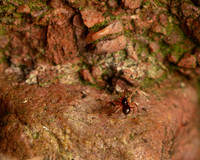 07. Money spider with prey