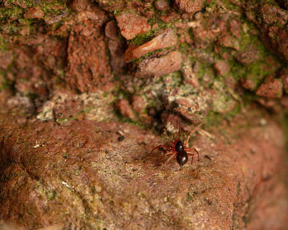 07. Money spider with prey