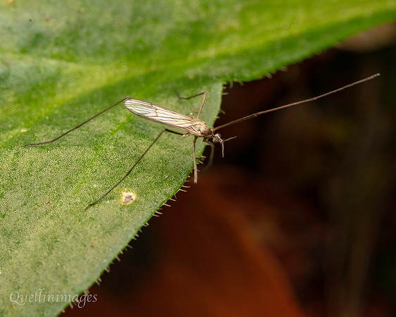 005. Crane Fly Gov. Hse. 19OCT24