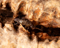 019. Springtail 2A Caving 17OCT26 copy
