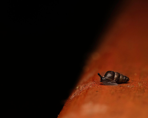 Very tiny snail in the dark