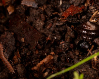 006. Mite 1A 17OCT26 copy