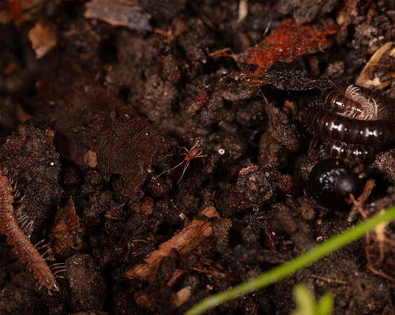 006. Mite 1A 17OCT26 copy