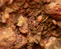 06. Small hairy pink spider