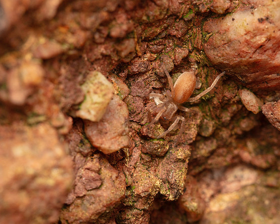 06. Small hairy pink spider