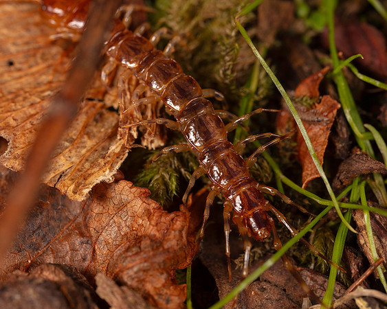 037. Centipede 1D 17OCT26 copy