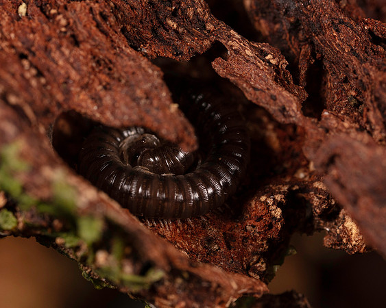 061. Millipede 4A 17OCT26 copy