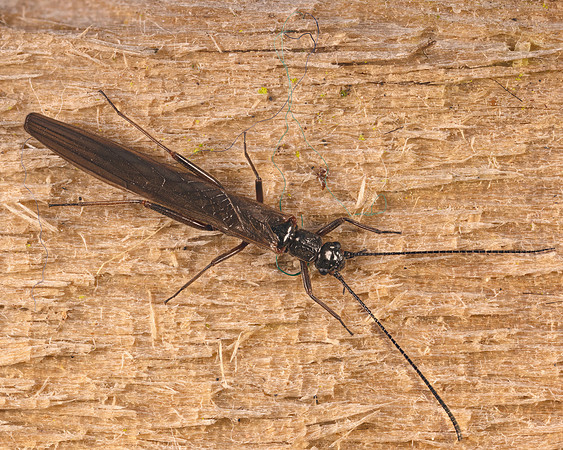 077. Stonefly 1A 55 stack ZS PMax copy