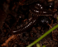 010. Millipede 1C 17OCT26 copy