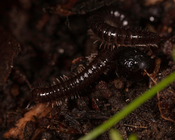 010. Millipede 1C 17OCT26 copy
