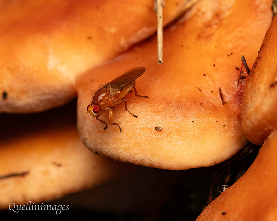054. Fly on fungus Gov. Hse. 19OCT24