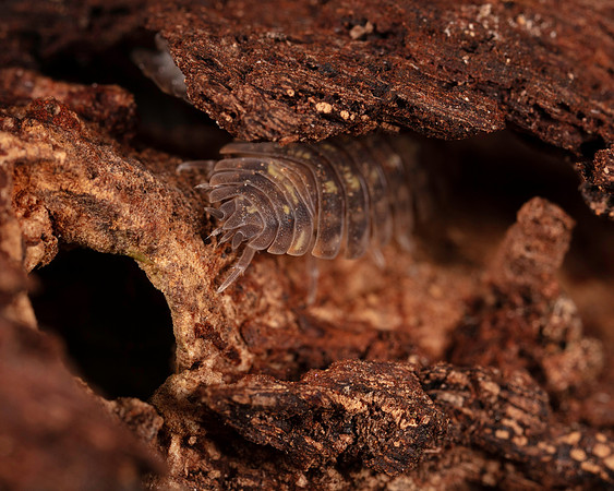 060. Woodlouse hiding 3A 17OCT26 copy