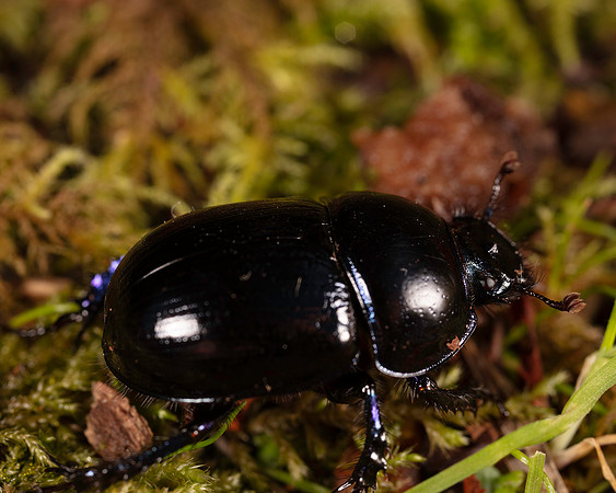 039. Dor beetle indet. 1C 17OCT26 copy