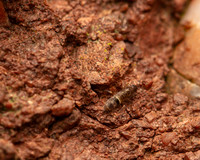 01. Banded Springtail