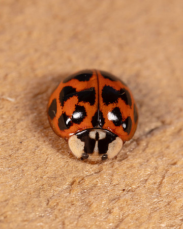 073. Harmonia axyridis 1A 17OCT26 copy