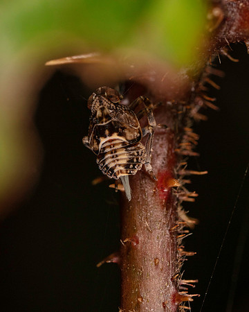 046. Issus muscaeformis Larva 1C 17OCT26 copy