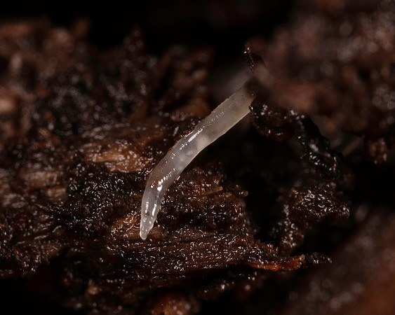 023. Earthworm clear 1A 17OCT26 copy