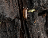 17. Woodlouse