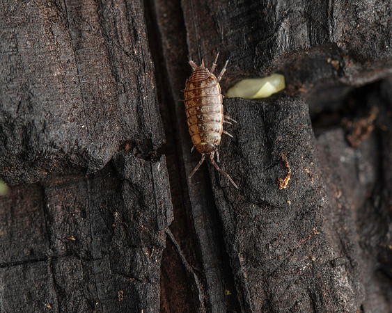 17. Woodlouse
