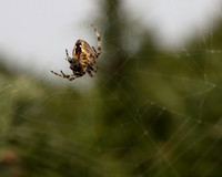 04. Orb weaver (too windy)