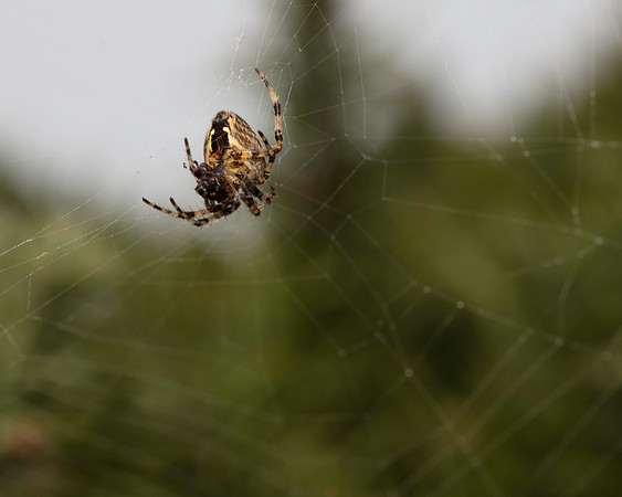 04. Orb weaver (too windy)