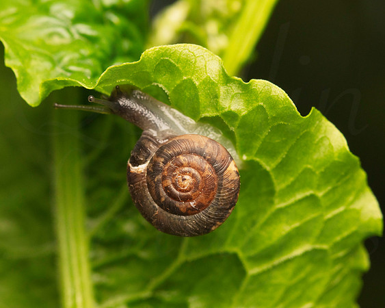 Small scale snail