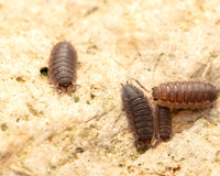 16. Woodlouse group